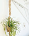 Knotty Plant Hanger