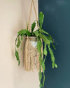 Boho Fringe - Jute Plant Hanger