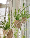 Double Macrame Plant Hanger