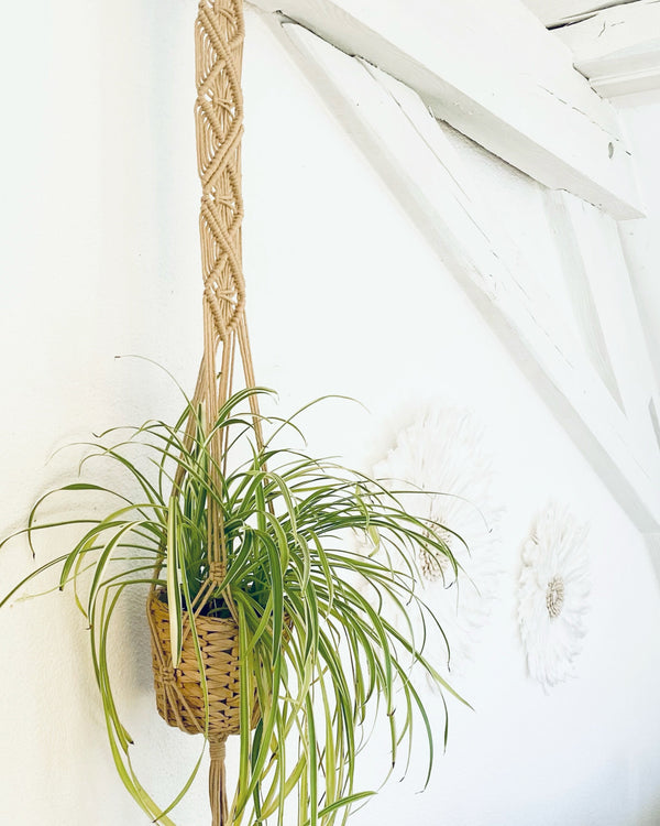 Knotty Plant Hanger