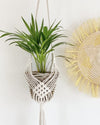 Elegant Cotton Plant Hanger