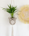 Elegant Cotton Plant Hanger
