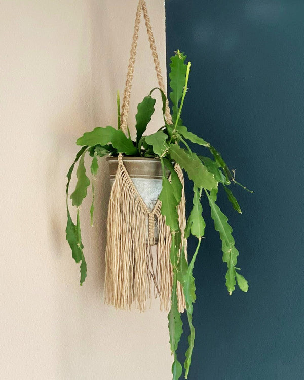 Boho Fringe - Jute Plant Hanger